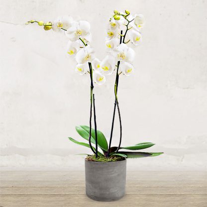 orchidea_new_bianca_verona_fiorista_fioraio_due_steli_invio_consegna_fioreria