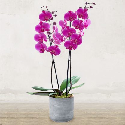 orchidea_new_rosa_verona_fiorista_fioraio_due_steli_invio_consegna_fioreria