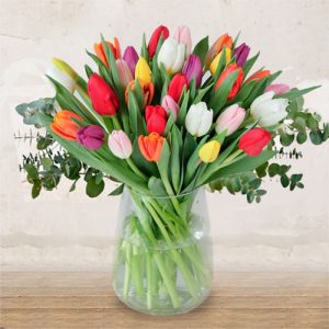 Coloured Tulips “Aurora”