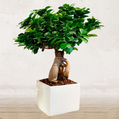 ficus-bonsai-verona-piante-fiorista-verona-fioraio