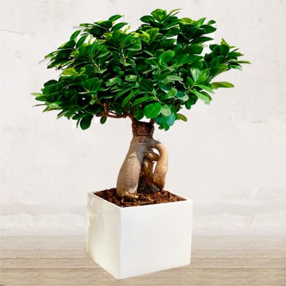 ficus-bonsai-verona-piante-fiorista-verona-fioraio ficus-bonsai-verona-piante-fiorista-verona-fioraio