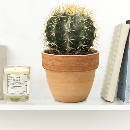 FERROCACTUS-spedire-piante-grasse-verona-fiorista-fioraio-design-lusso FERROCACTUS-spedire-piante-grasse-verona-fiorista-fioraio-design-lusso