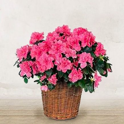 azalea-pianta-verona