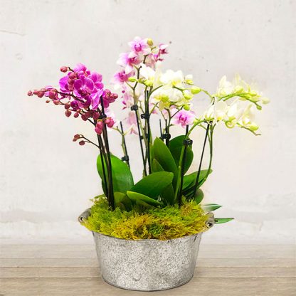 orchidee_composizione_fiori_verona_fiorista