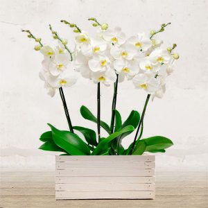 Composizione 2 Orchidee Bianche