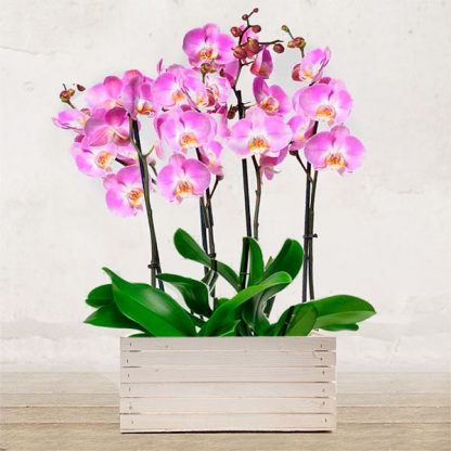 composizione orchide cassetta rosa
