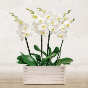 Composizione Orchidee Bianche