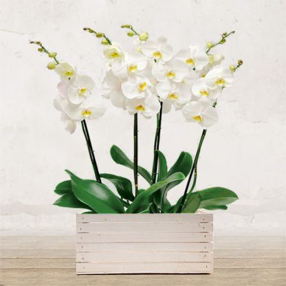 verona-piante-orchidee-confezione-spedire-consegna-fioraio-inviare-consegnare-spedire-mandare-fiorista-vaso-pianta-piante