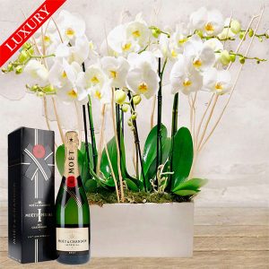 Orchidee Bianche Luxury & Champagne Moët & Chandon