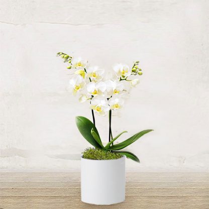 orchidea-piccola-bianca