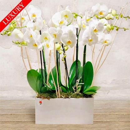 _orchidee-luxury-verona-fioraio-orchidea-2018