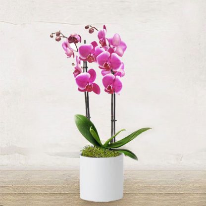 orchidea-piccola-rosa-1