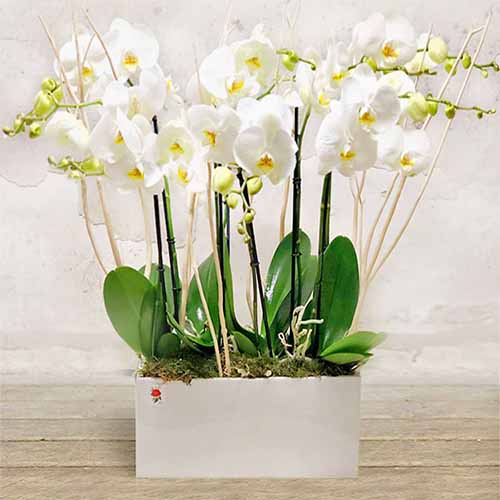 Piante di orchidee bianche oppure rosa, direttamente dal fioraio a Verona. L'orchidea è una pianta da regalo molto apprezzata.